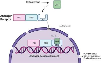 A compendium of Androgen Receptor Variant 7 target genes and their role in Castration Resistant Prostate Cancer